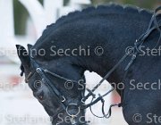 Caletto della Verdina Tosc Tour2013- S5 1913 : Arezzo, Caletto della Verdina, Cavalli d'Italia, Toscana Tour 2013, foto di Stefano Secchi ©
